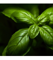 Basil Essential Oil