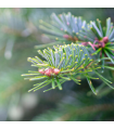 Silver Fir Essential Oil