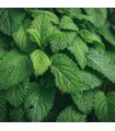 Peppermint Japanese Organic Essential  Oil