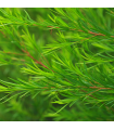 Tea Tree Organic  Essential Oil