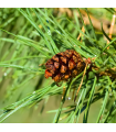 Scotch Pine Essential Oil