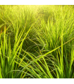 Lemongrass Organic Essential Oil