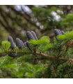 Black Spruce Organic Essential Oil