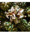 Desert Pine Flower Essence