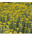 Helichrysum hydrosol