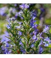 Rosemary hydrosol