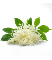 Elderflower Essence